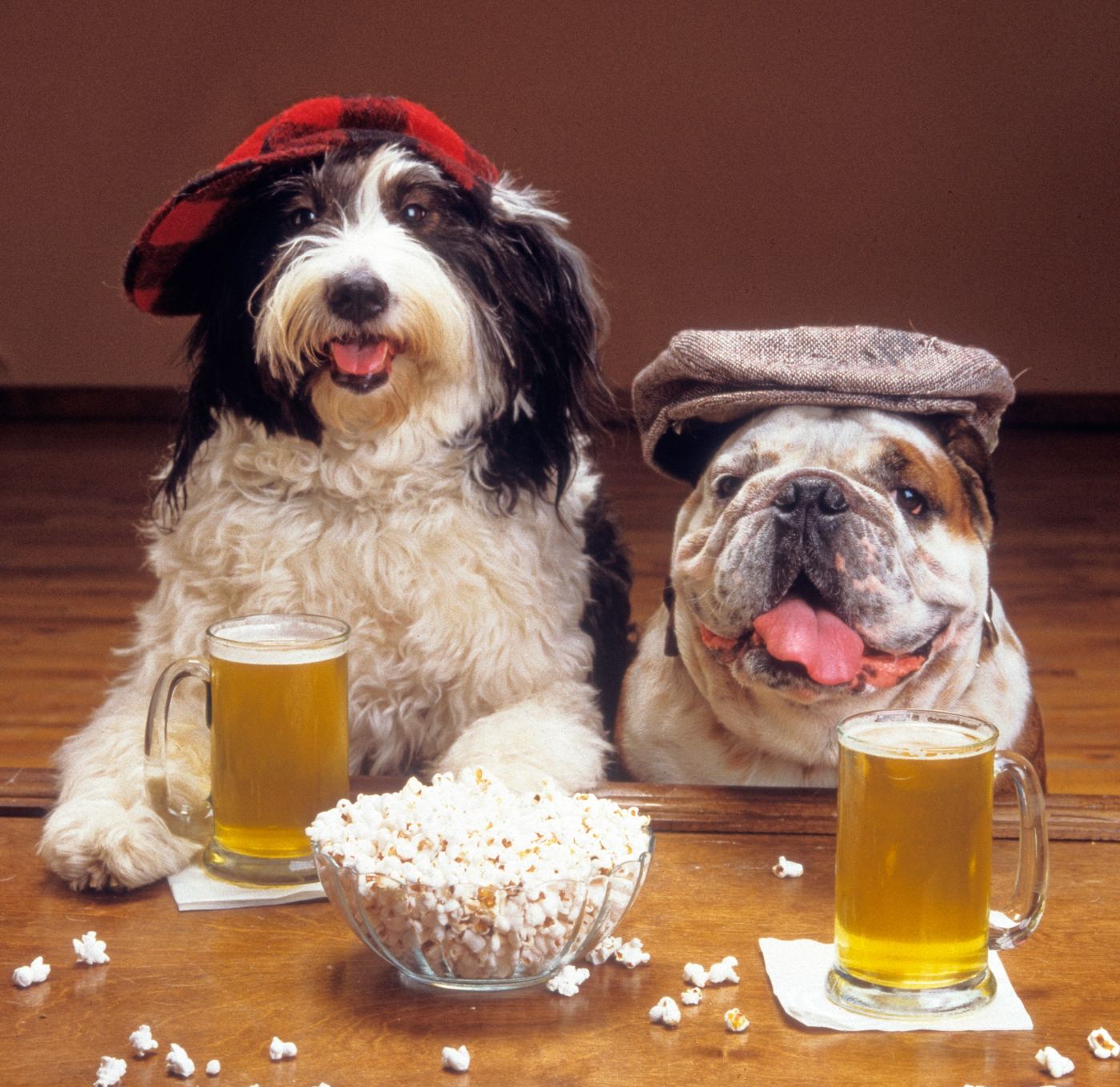 Dwa psy z piwem i popcornem